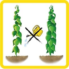 poplar being watered vs poplar not being watered